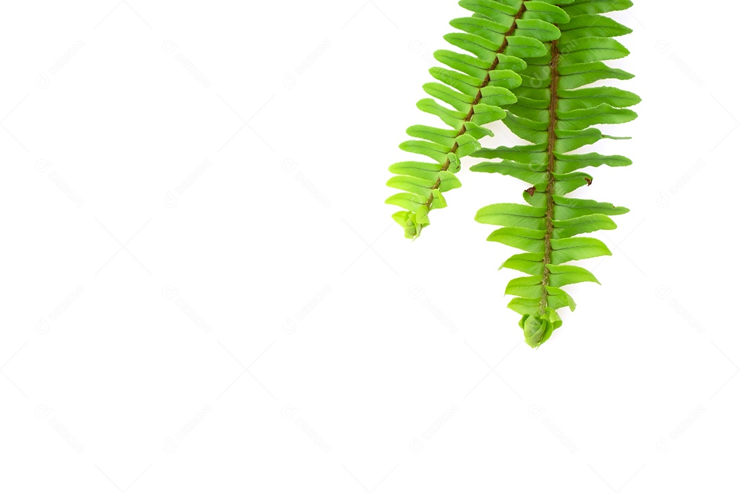 Folha verde planta sobre fundo branco