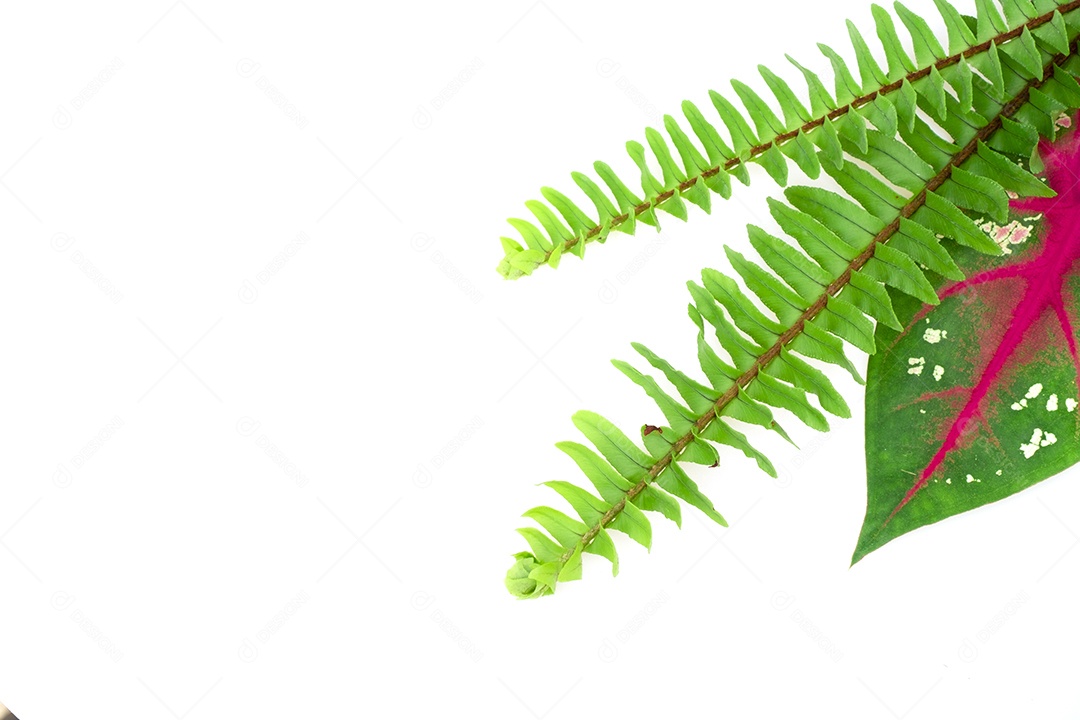 Folha verde planta sobre fundo branco