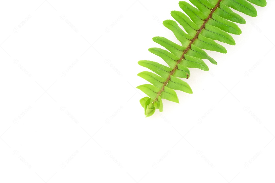 Folha verde planta sobre fundo branco