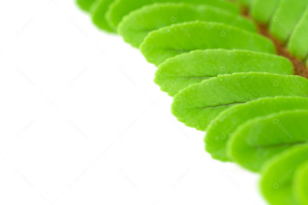 Folha verde planta sobre fundo branco