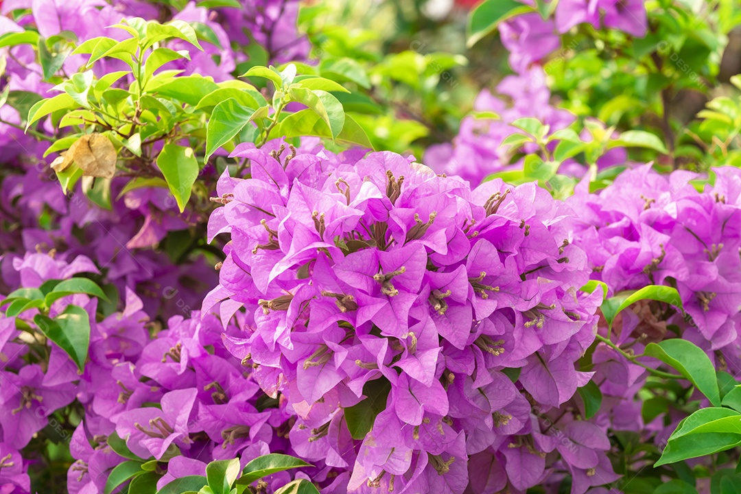 Lindas flores sobre floresta flor selva