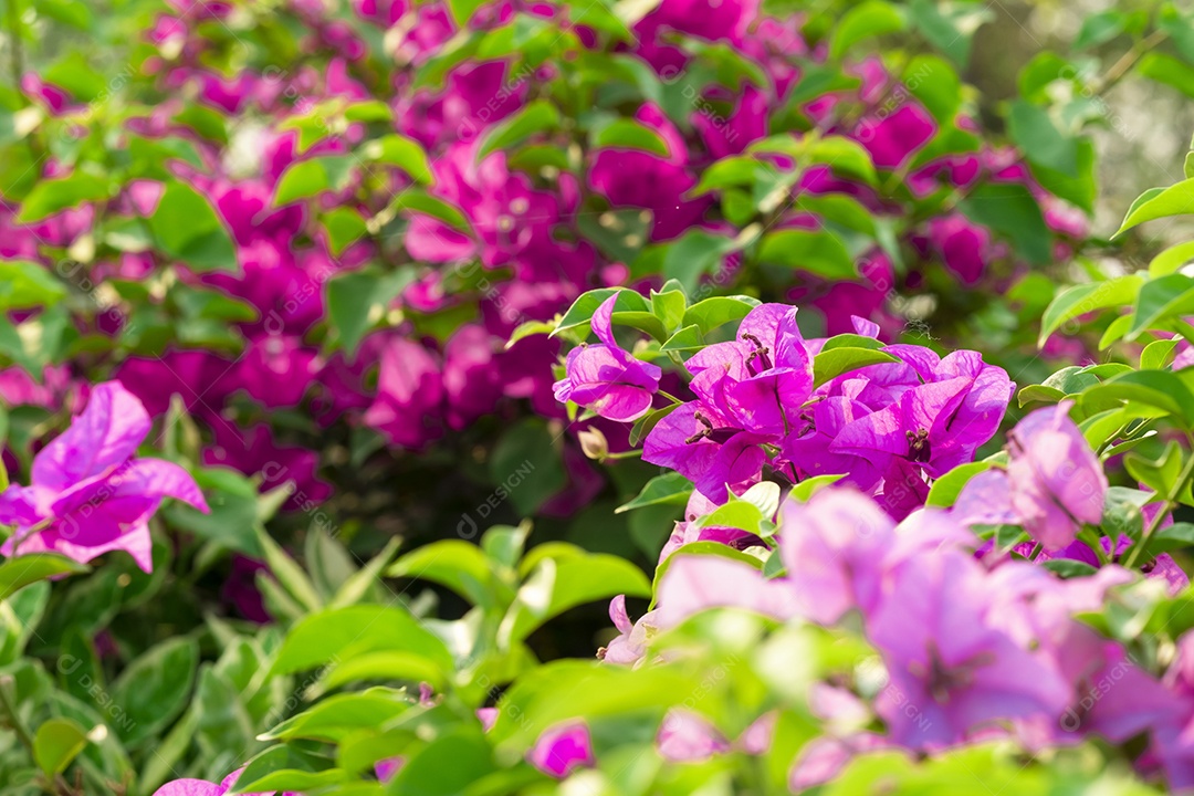 Lindas flores sobre floresta flor selva