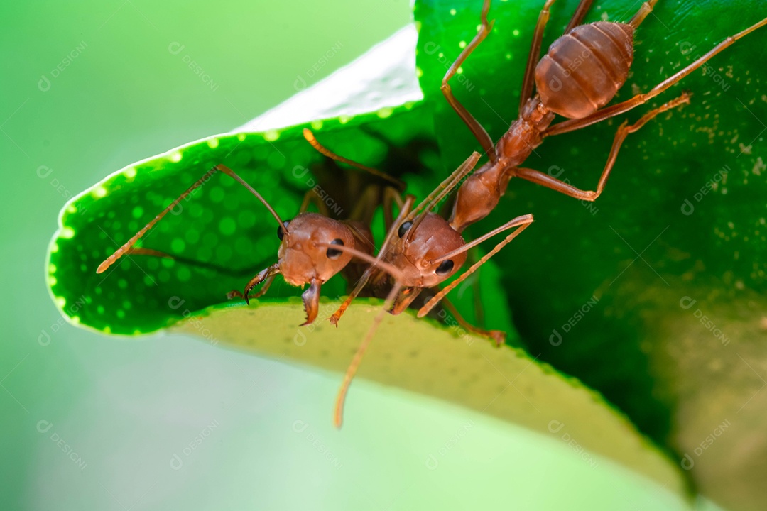 formiga vermelha, trabalho em equipe de ação de formiga para construir um ninho, em folha verde no jardim entre folhas verdes