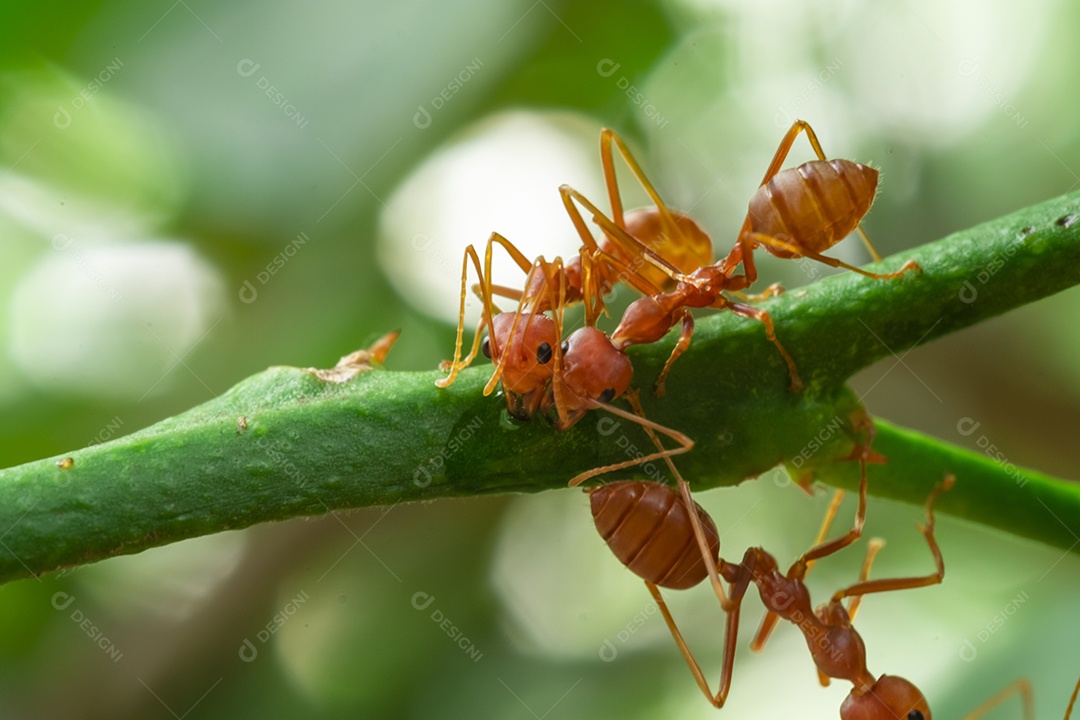 formiga vermelha, trabalho em equipe de ação de formiga para construir um ninho, em folha verde no jardim entre folhas verdes