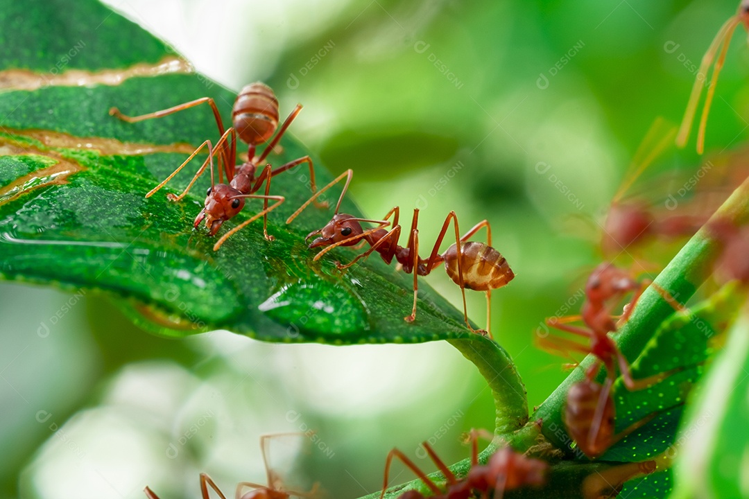 formiga vermelha, trabalho em equipe de ação de formiga para construir um ninho, em folha verde no jardim entre folhas verdes