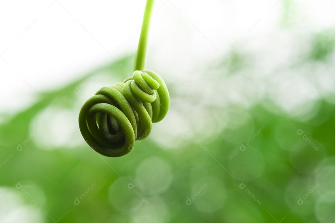 Escalada em espiral das plantas, alpinista entre folhas verdes desfocar o fundo, macro