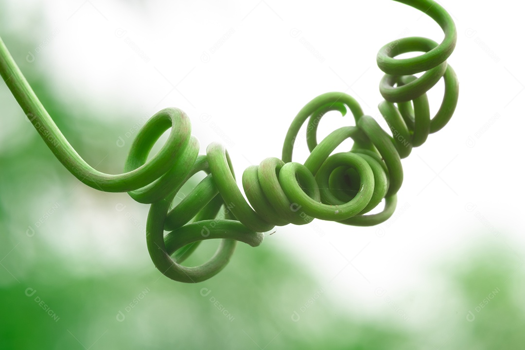 Escalada em espiral das plantas, alpinista entre folhas verdes desfocar o fundo, macro