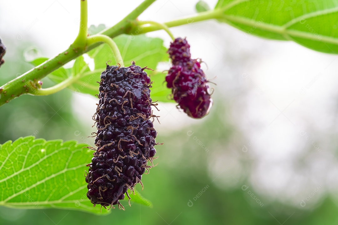 amoreira na árvore, frutas de amoreira, entre folhas verdes desfocar o fundo suave, ponto de foco seletivo, macro