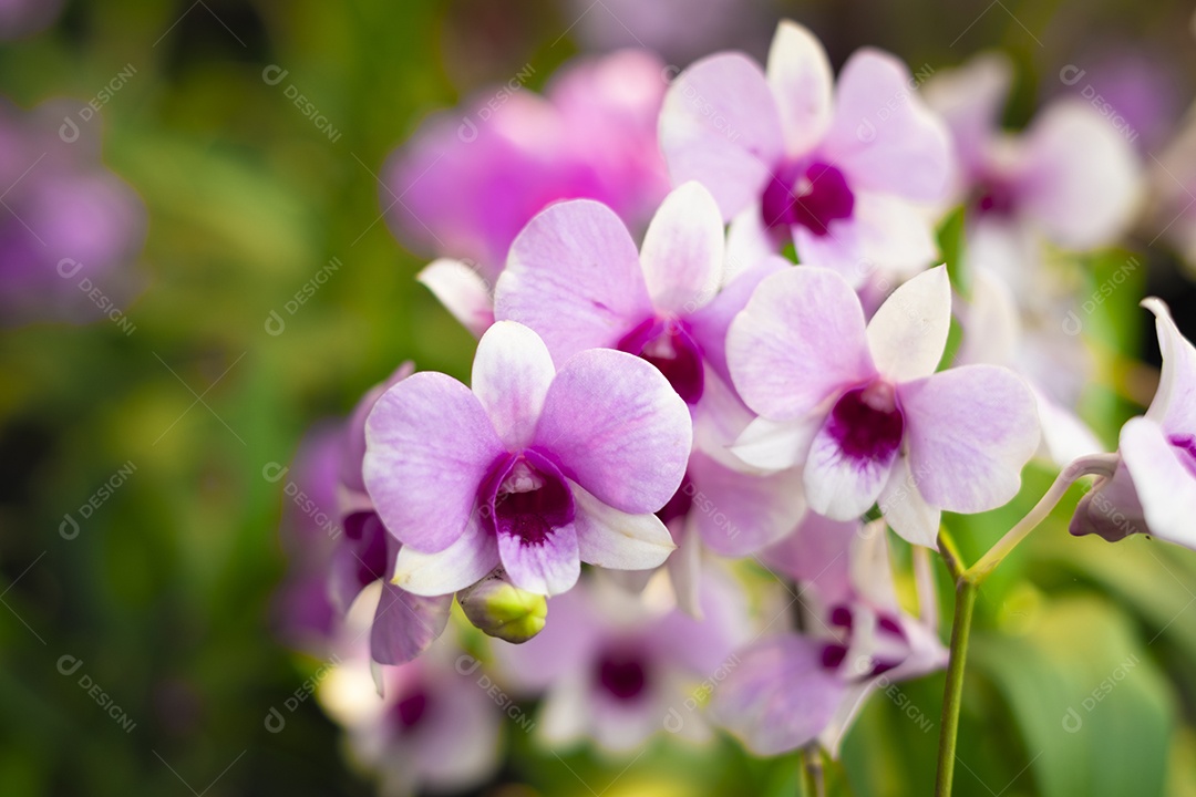 Flor de orquídea no jardim de orquídeas no inverno ou primavera. Flor de orquídea para design de beleza e agricultura de cartão postal