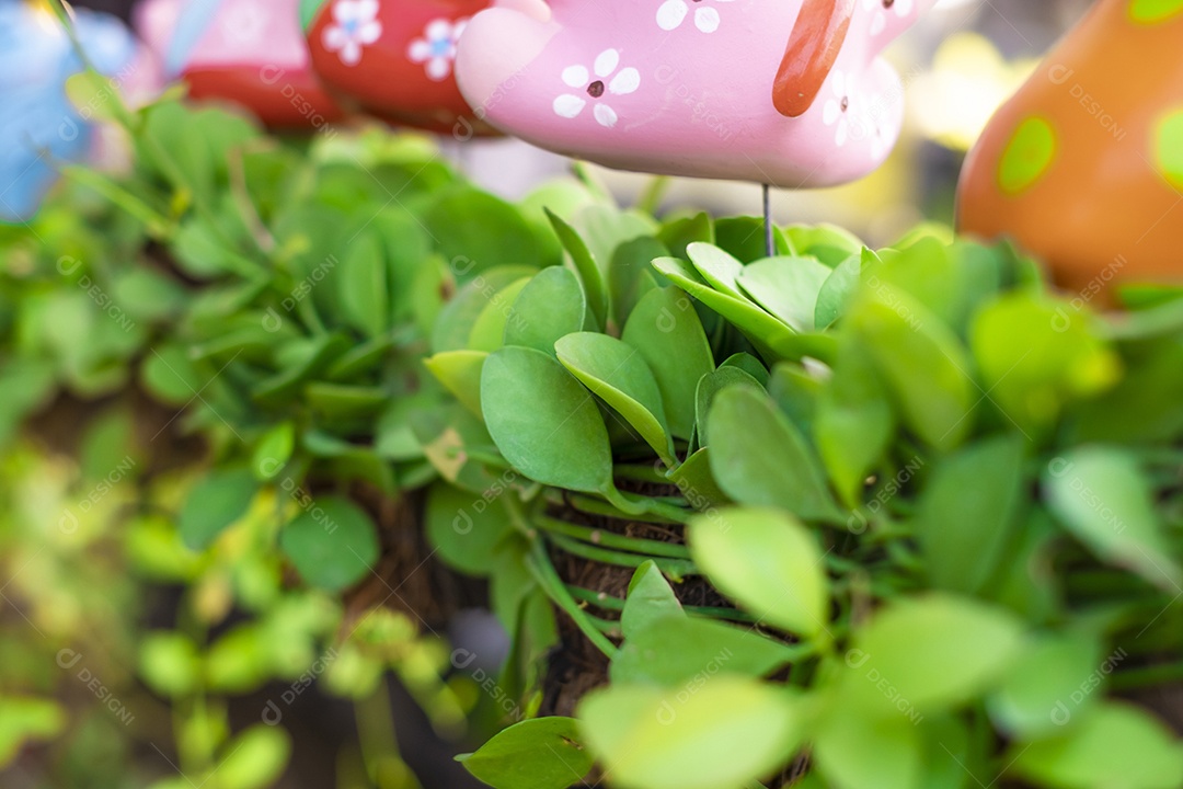 pequena planta verde no jardim, na natureza verde desfocar o fundo, na luz solar brilhante, usada para um plano de fundo macro