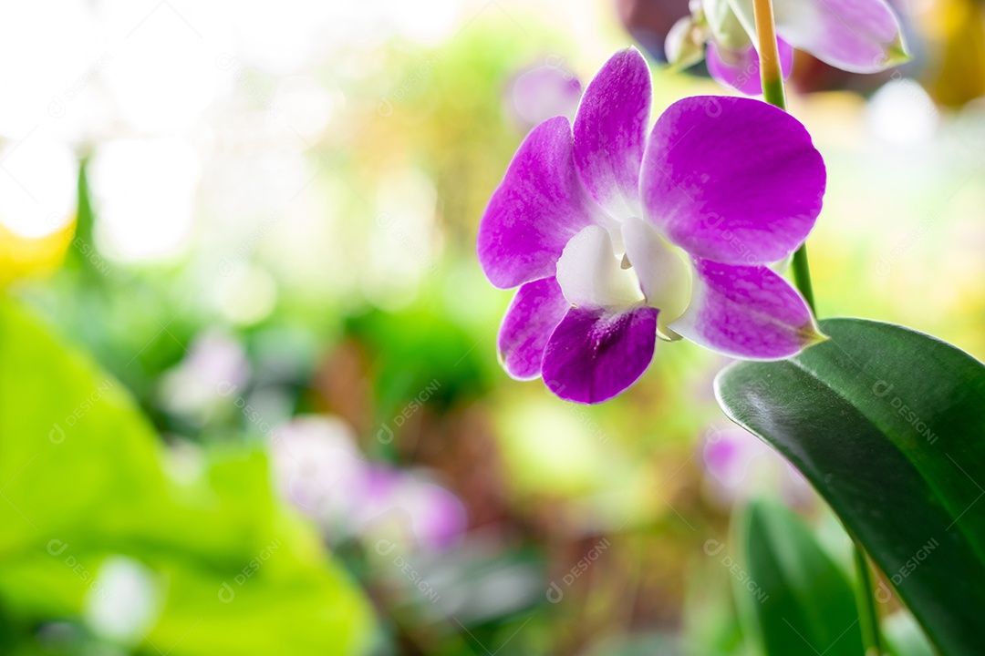 Flor de orquídea no jardim de orquídeas no inverno ou primavera. Flor de orquídea para design de beleza e agricultura de cartão postal
