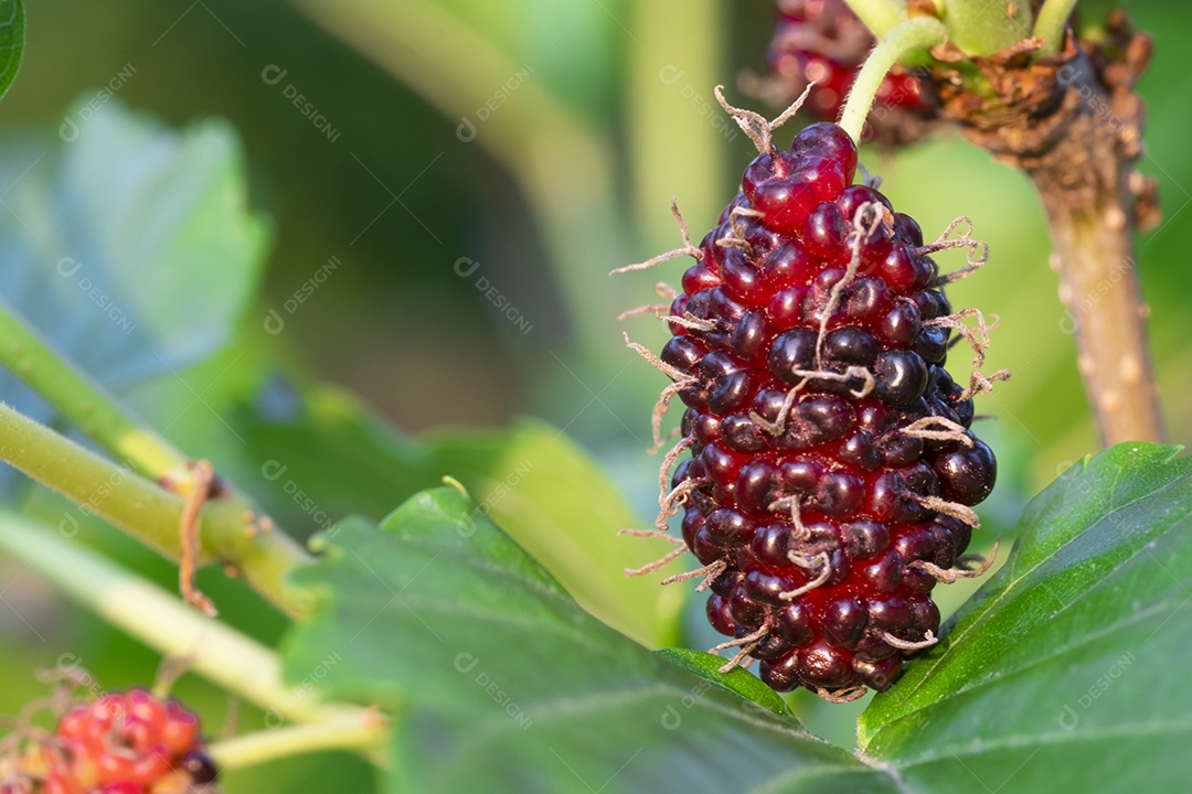 amoreira na árvore, frutas de amoreira, entre folhas verdes desfocar o fundo suave, ponto de  macro