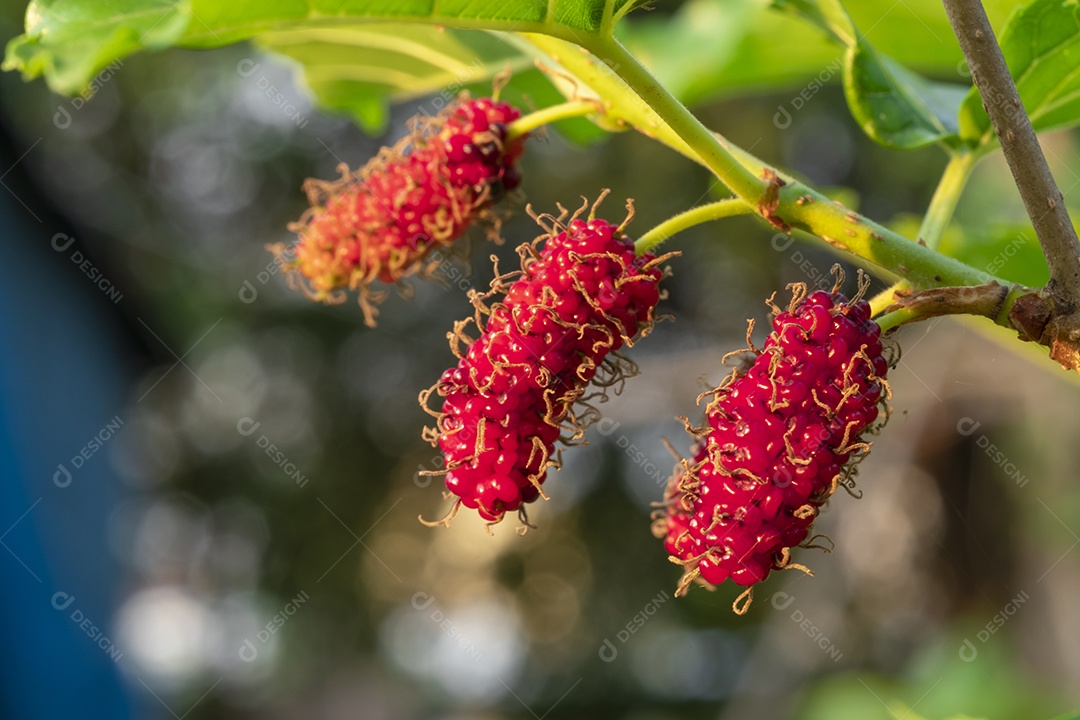 amoreira na árvore, frutas de amoreira, entre folhas verdes desfocar o fundo suave, ponto de  macro