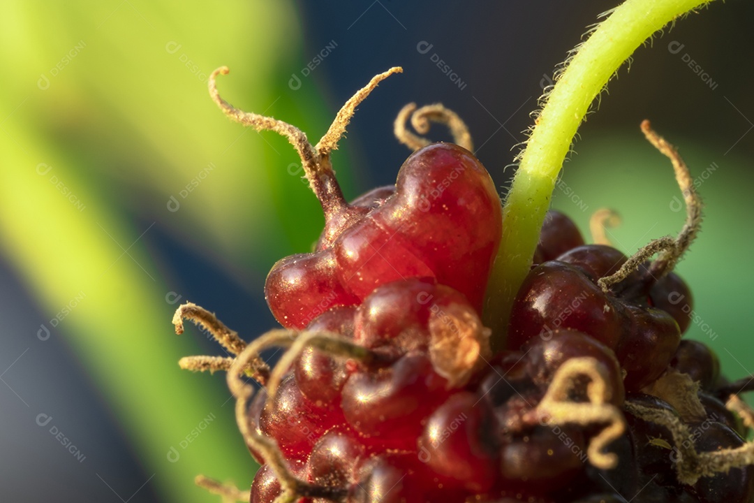 amoreira na árvore, frutas de amoreira, entre folhas verdes desfocar o fundo suave, ponto de  macro