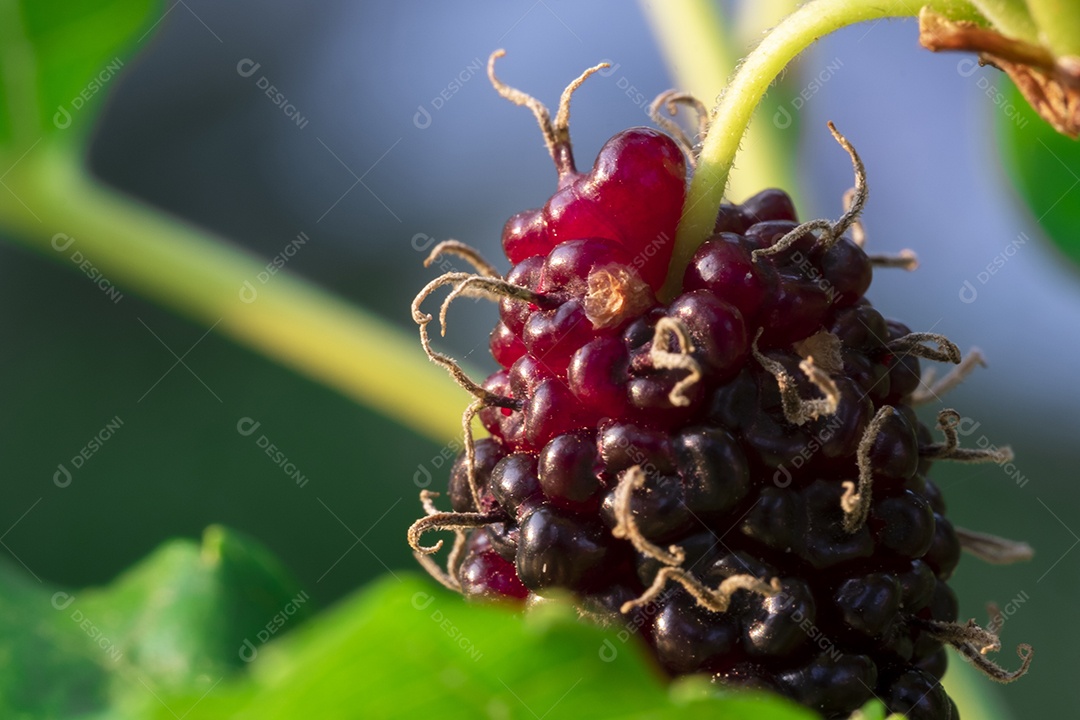 amoreira na árvore, frutas de amoreira, entre folhas verdes desfocar o fundo suave, ponto de  macro