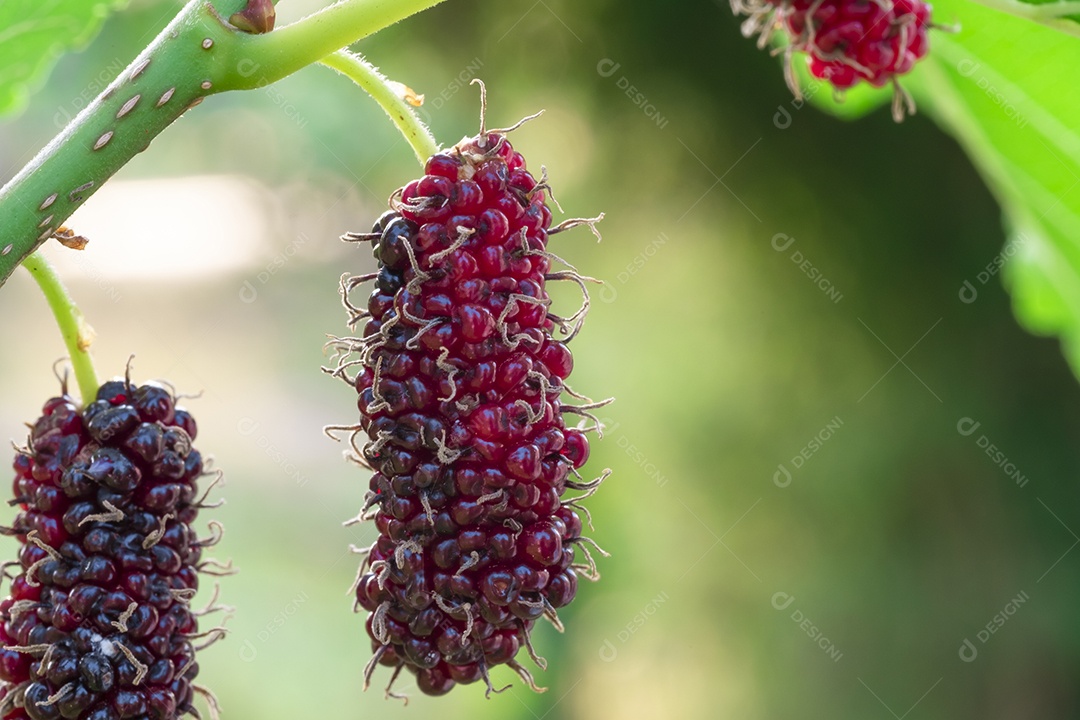 amoreira na árvore, frutas de amoreira, entre folhas verdes desfocar o fundo suave, ponto de  macro