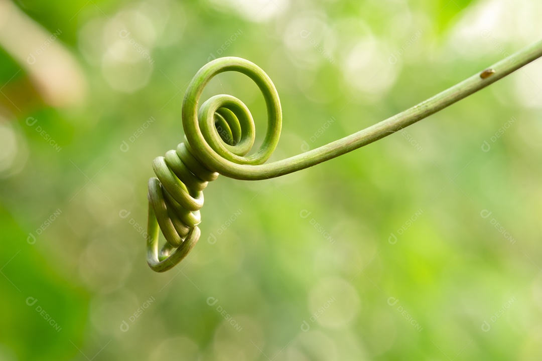 Escalada em espiral das plantas, alpinista entre folhas verdes desfocar o fundo, macro