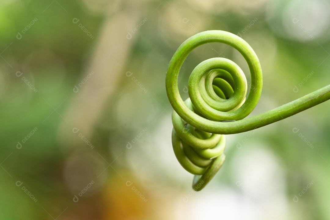 Spiral climbing of plants, climber among green leaves blur background, macro