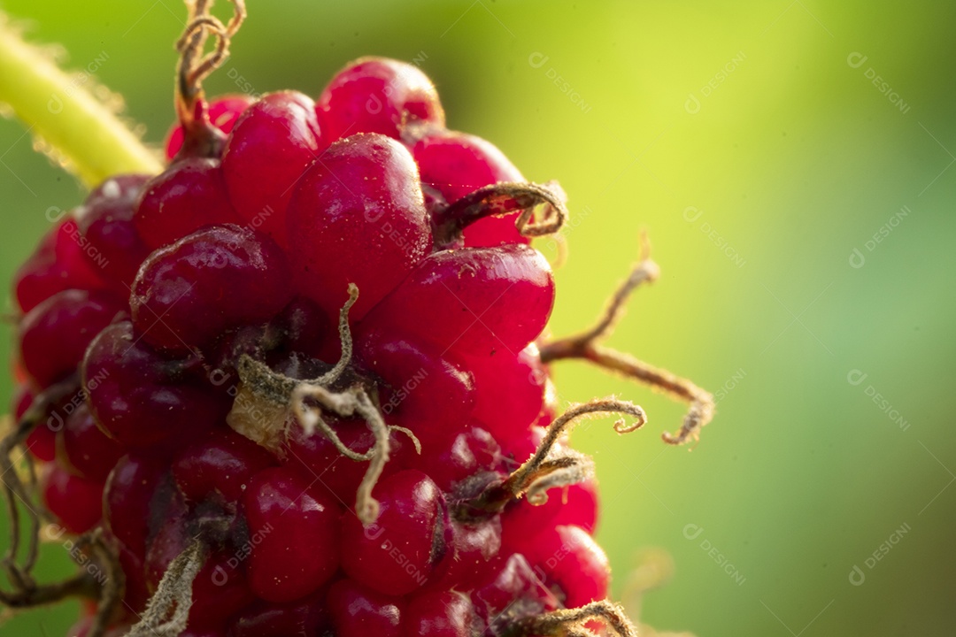 amoreira na árvore, frutas de amoreira, entre folhas verdes desfocar o fundo suave, ponto de  macro