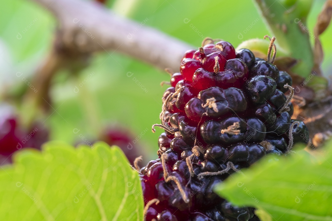 amoreira na árvore, frutas de amoreira, entre folhas verdes desfocar o fundo suave, ponto de  macro