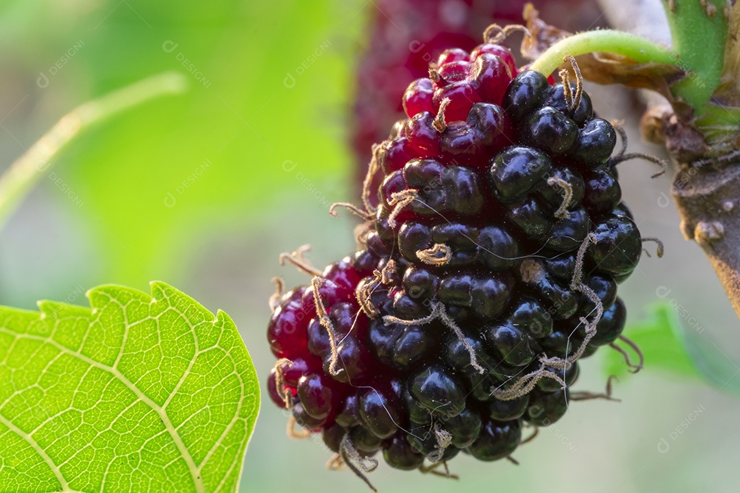Amora Especiaria fruta comida sobre floresta