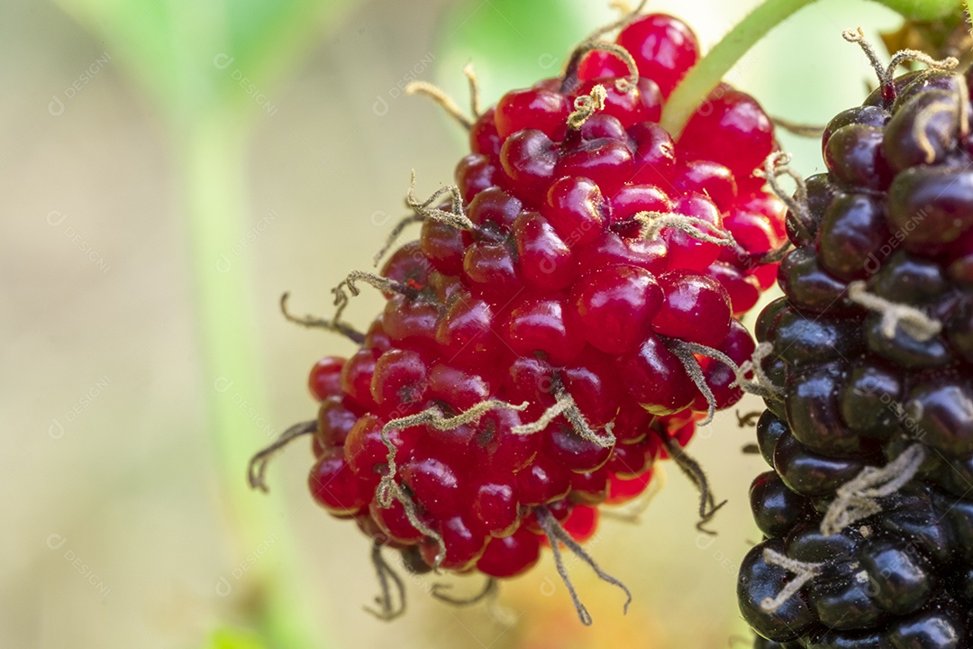 Amora Especiaria fruta comida sobre floresta