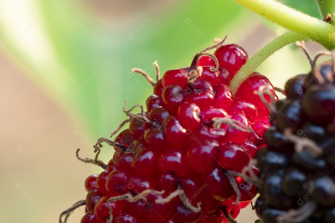 Amora Especiaria fruta comida sobre floresta
