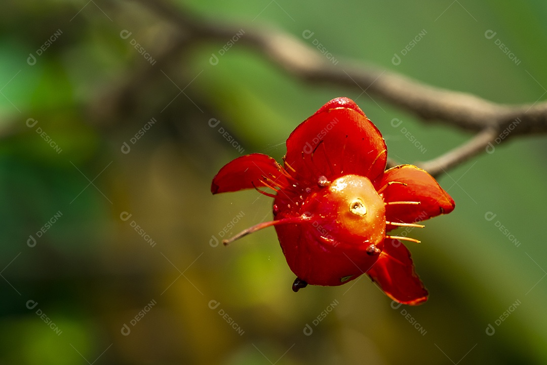 Ócna Planta sobre fundo floresta desfoque