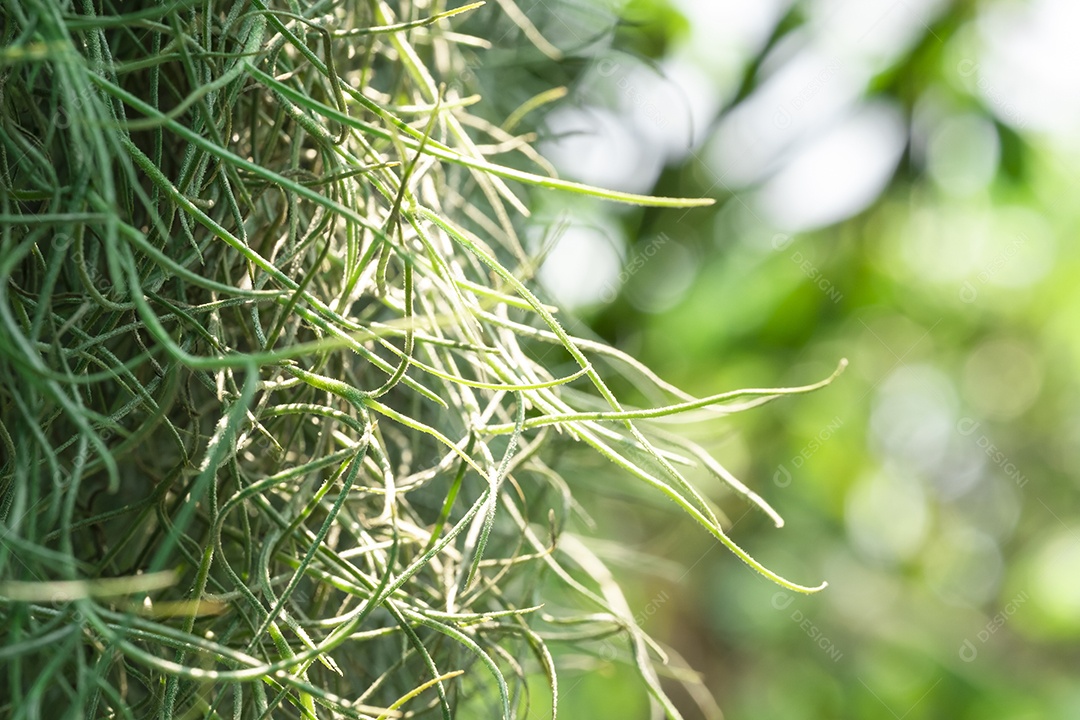 Raízes da cobertura de musgo espanhol pendem de uma árvore