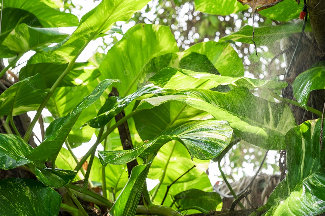 Amora Especiaria fruta comida sobre floresta