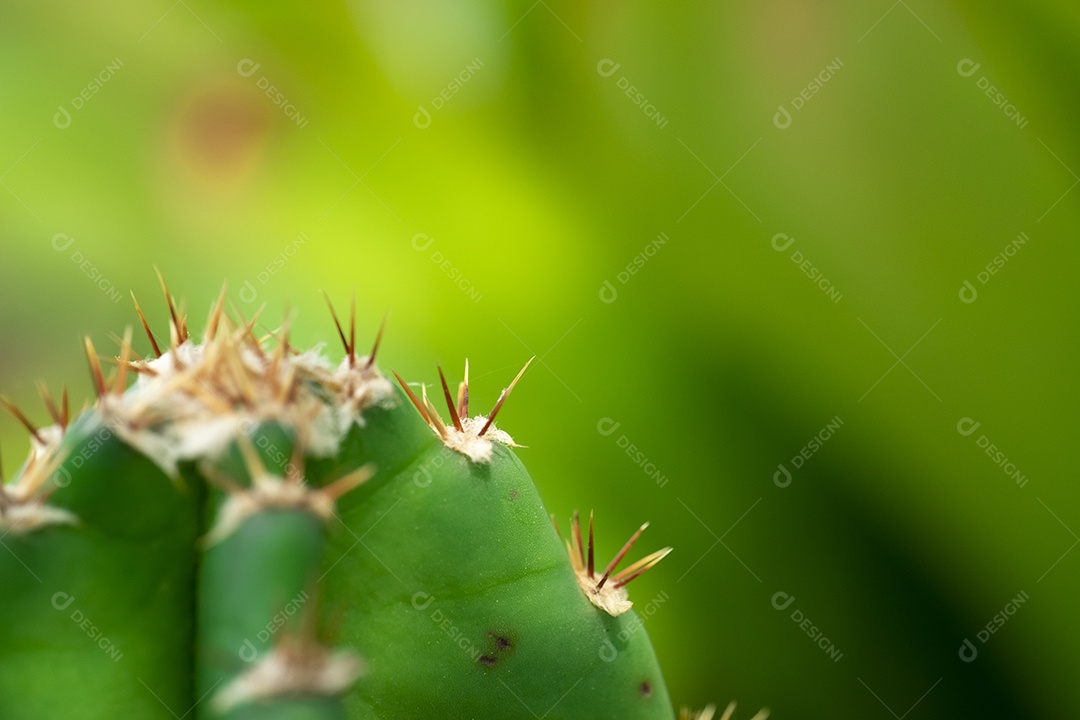 Cacto sobre planta floresta fundo desfocado
