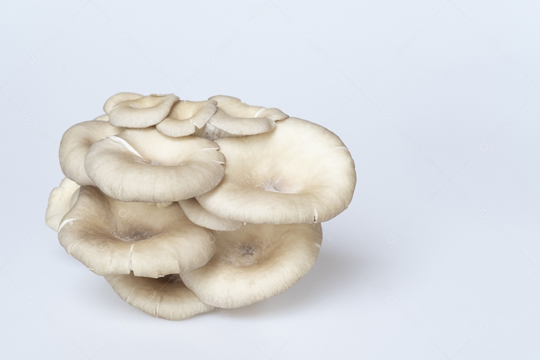 cogumelos, cogumelo de fada (cogumelo tailandês), cogumelo branco em alta definição sobre fundo branco, macro