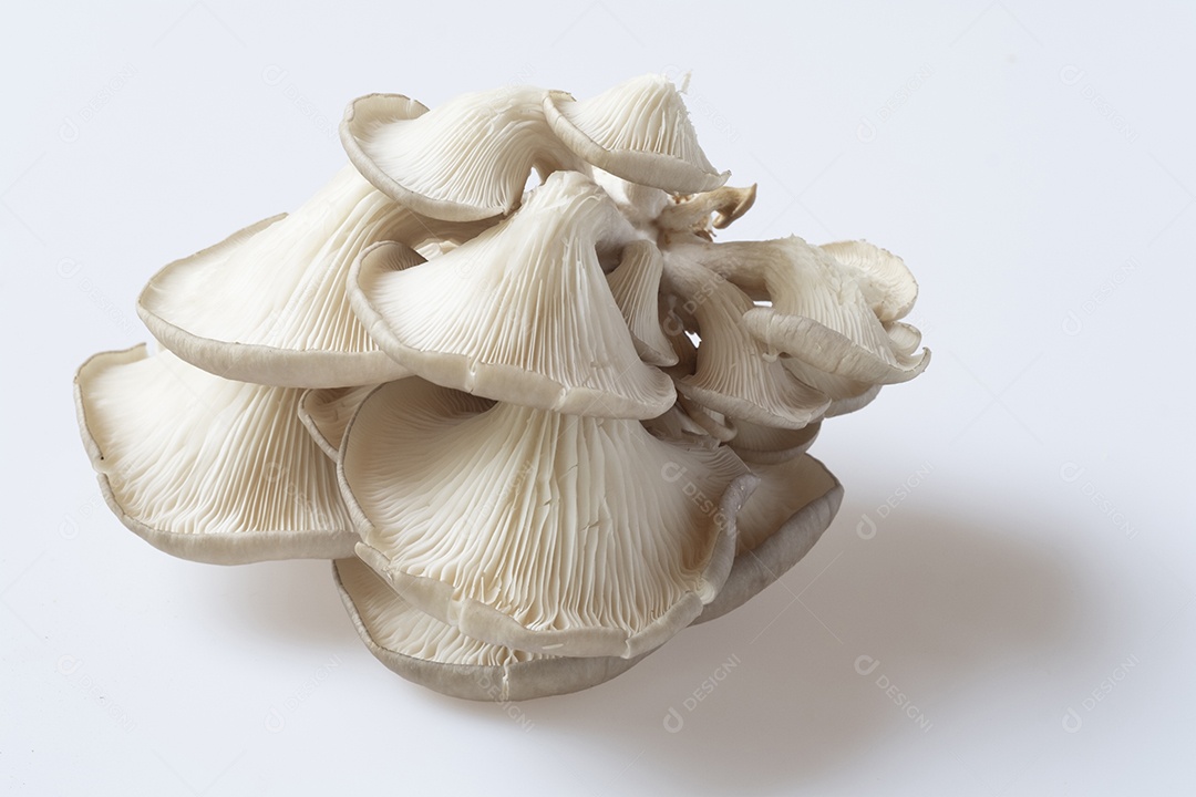 cogumelos, cogumelo de fada (cogumelo tailandês), cogumelo branco em alta definição sobre fundo branco, macro