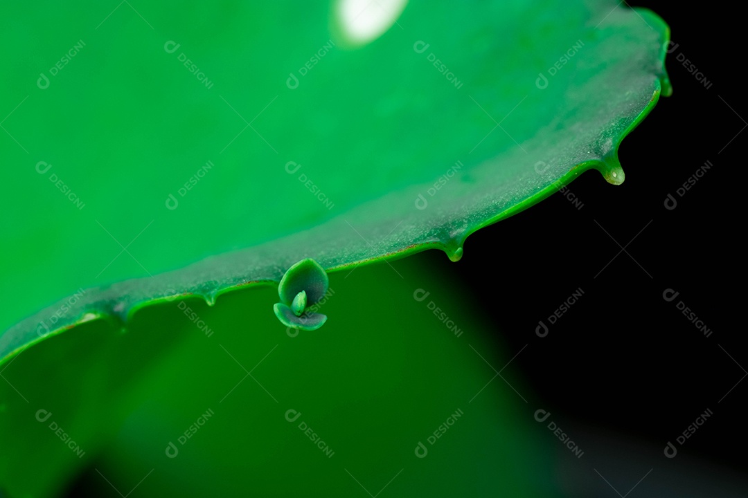 Cacto sobre planta floresta fundo desfocado