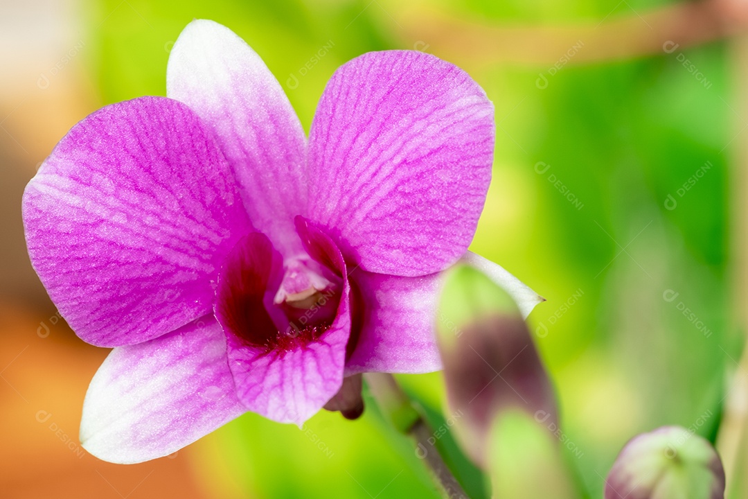 Flor de orquídea no jardim de orquídeas no inverno ou primavera. Flor de orquídea para design de beleza e agricultura de cartão postal