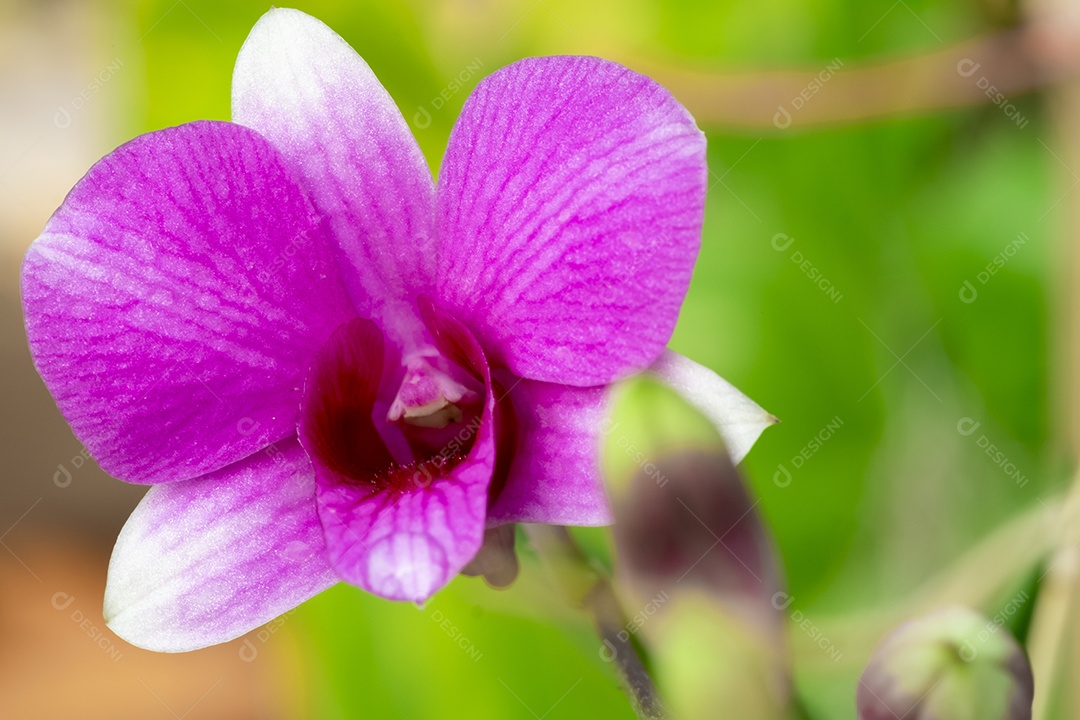 Flor de orquídea no jardim de orquídeas no inverno ou primavera. Flor de orquídea para design de beleza e agricultura de cartão postal