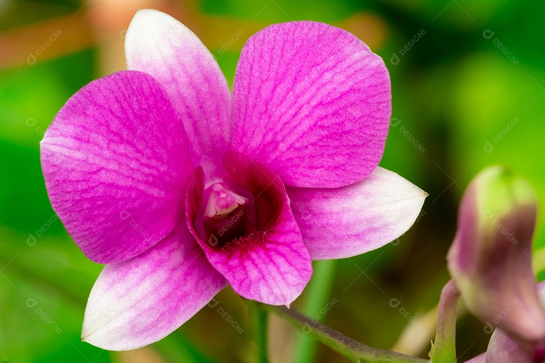 Flor de orquídea no jardim de orquídeas no inverno ou primavera. Flor de orquídea para design de beleza e agricultura de cartão postal