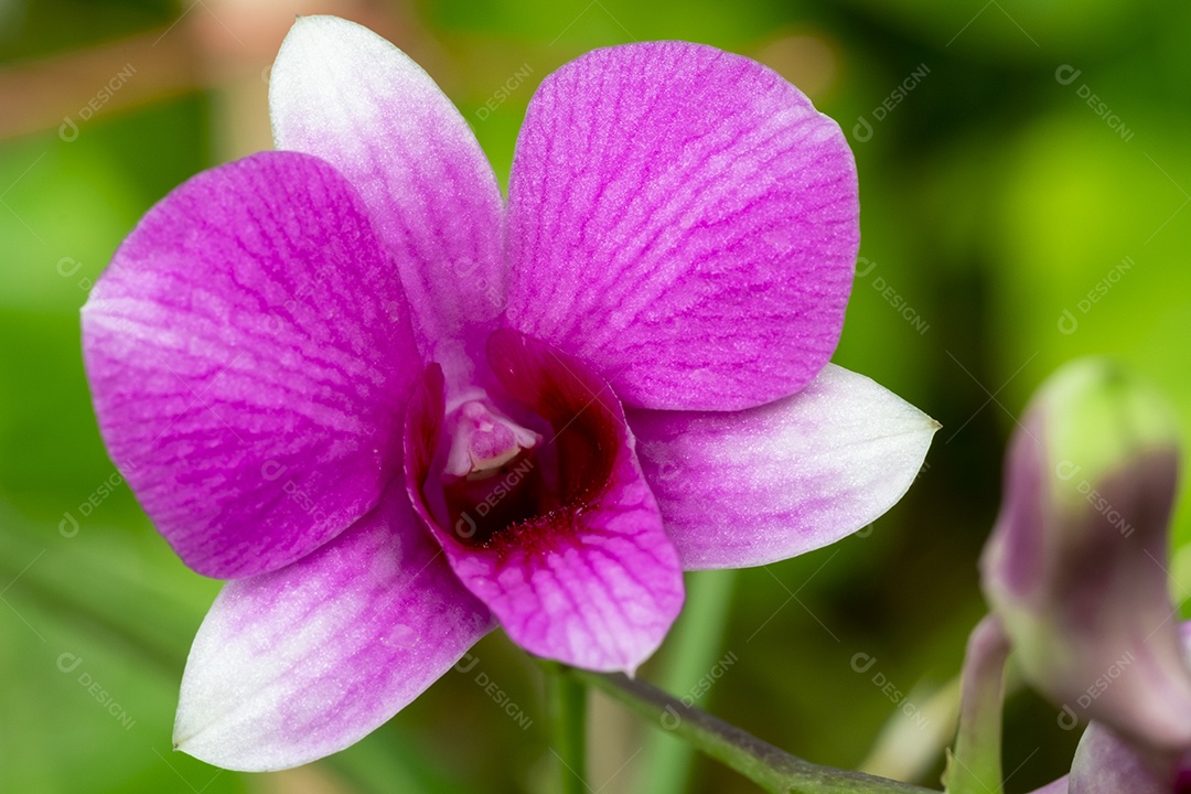 Flor de orquídea no jardim de orquídeas no inverno ou primavera. Flor de orquídea para design de beleza e agricultura de cartão postal