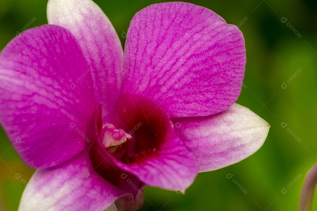 Flor de orquídea no jardim de orquídeas no inverno ou primavera. Flor de orquídea para design de beleza e agricultura de cartão postal