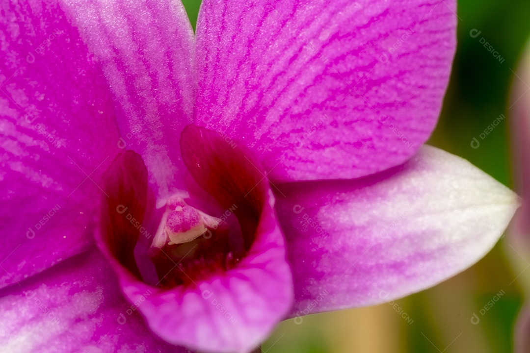 Flor de orquídea no jardim de orquídeas no inverno ou primavera. Flor de orquídea para design de beleza e agricultura de cartão postal