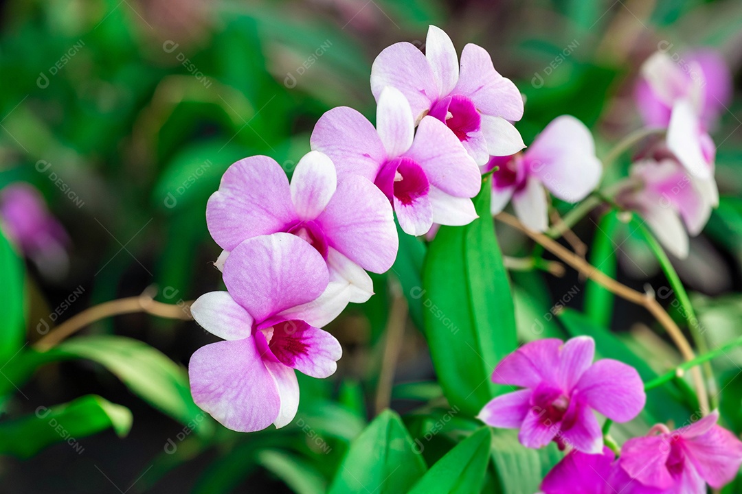 Flor de orquídea no jardim de orquídeas no inverno ou primavera. Flor de orquídea para design de beleza e agricultura de cartão postal