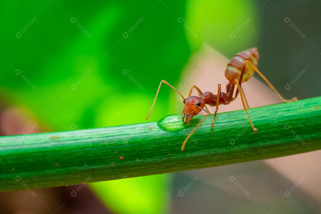 Formiga vermelha, ação ajudando a comida no galho grande árvore, no jardim entre folhas verdes desfocar o fundo do olho e fundo preto