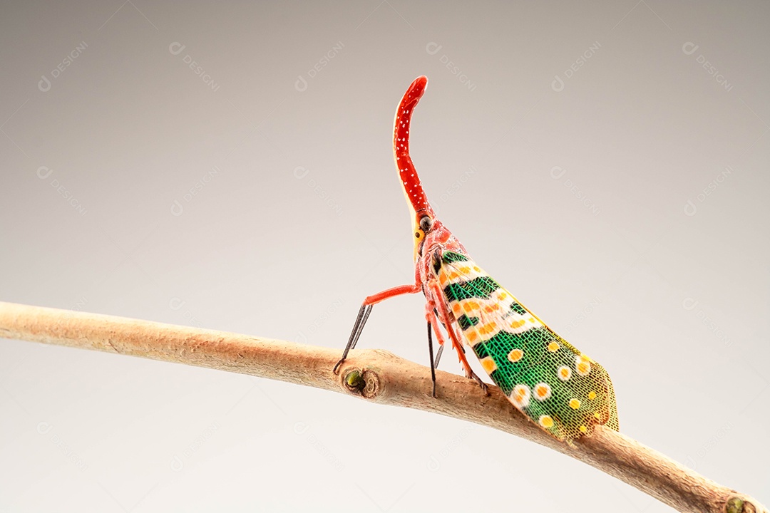 Bug da lanterna ou mosca da lanterna no galho da árvore. Pyrops Candelaria, em alta definição em fundo branco