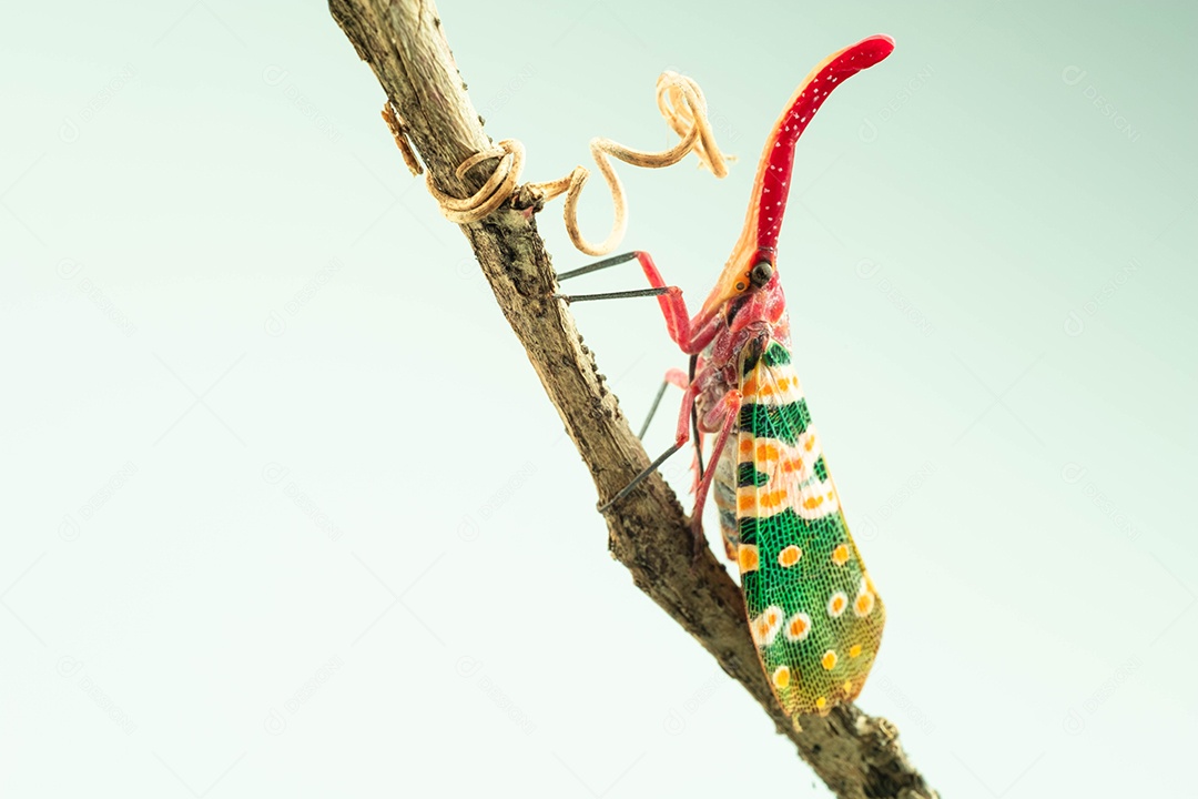 Bug da lanterna ou mosca da lanterna no galho da árvore. Pyrops Candelaria, em alta definição em fundo branco