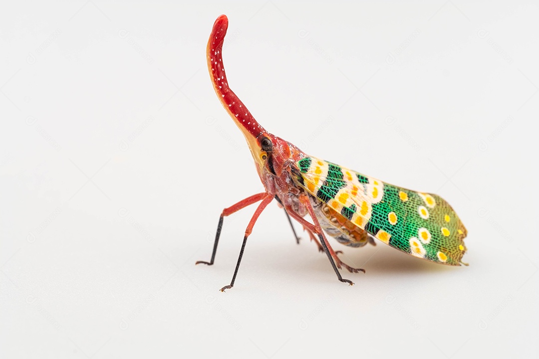 Inseto sobre fundo isolado branco
