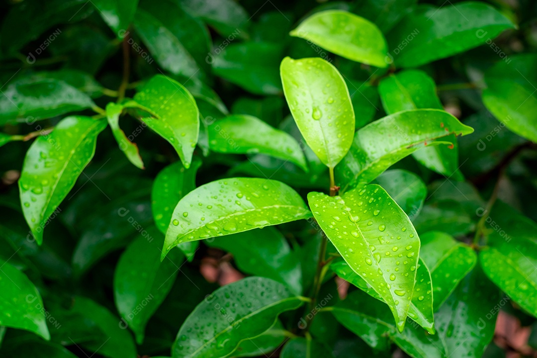 gota de água doce na folha verde após chover e azul ao redor, macor