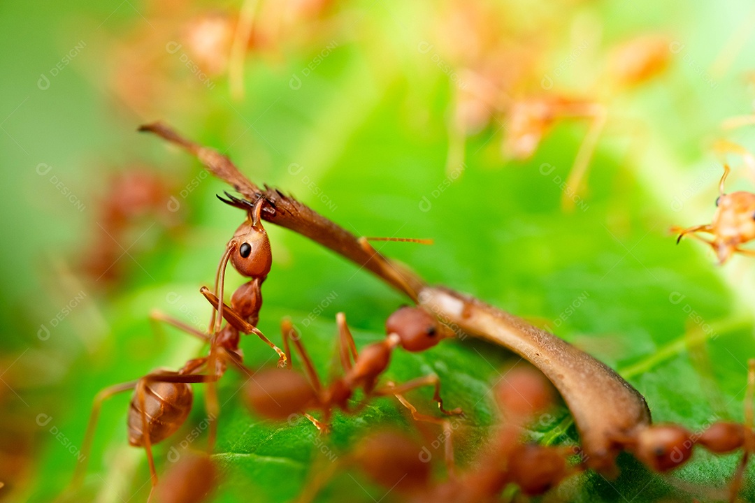 Formiga vermelha, ação ajudando a comida no galho grande árvore, no jardim entre folhas verdes desfocar o fundo do olho e fundo preto