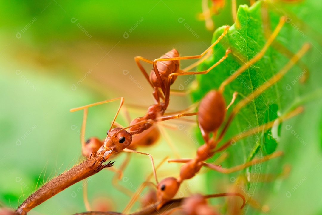 Formiga vermelha, ação ajudando a comida no galho grande árvore, no jardim entre folhas verdes desfocar o fundo do olho e fundo preto