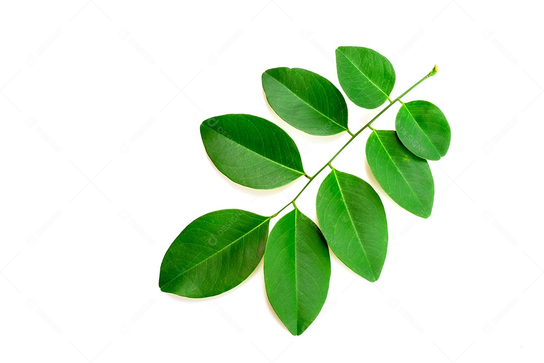 Galhos de arvore folha verde fundo isolado branco