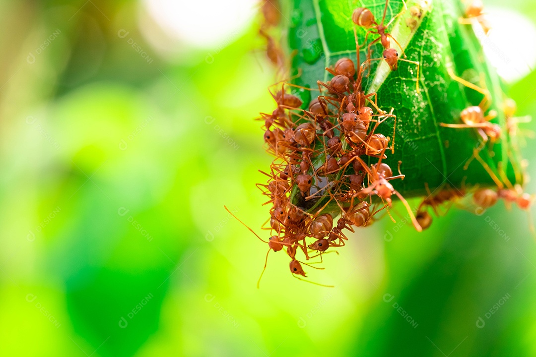 Formiga vermelha, ação ajudando a comida no galho grande árvore, no jardim entre folhas verdes desfocar o fundo do olho e fundo preto